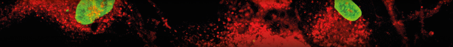 cord blood cells